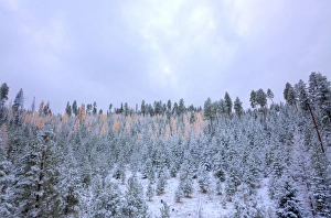 North America, USA, Washington, Blewett Pass, First Snow Autumn Western Larches