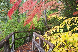 Images Dated 22nd October 2009: North America, USA, Washington, Newhalem, Autumn Color of the Vine Maples