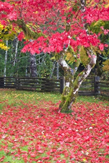 Images Dated 22nd October 2009: North America, USA, Washington, Newhalem, Autumn Color of the Vine Maples
