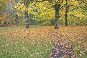 North America, USA, Washington, Newhalem, Autumn Color of the Vine Maples