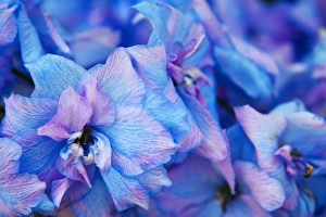 Images Dated 15th July 2009: North America, USA, Washington, Sequim, Hydrangea Blooms