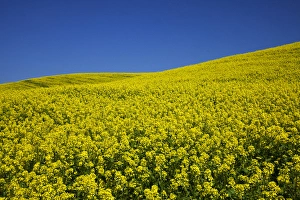 Images Dated 10th June 2009: North America, USA, Washington, Palouse Country, Rolling Hills of Canola
