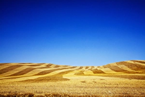 North America, USA, Washington, Palouse Country, Fields of Golden Harvest Wheat