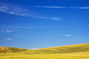Images Dated 4th August 2009: North America, USA, Washington, Palouse Country, Fields of Golden Harvest Wheat
