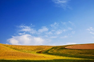 North America, USA, Washington, Palouse Country, Fields of Golden Harvest Wheat