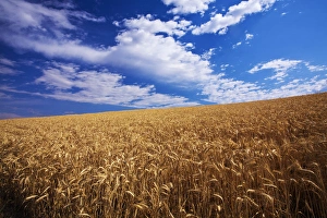 North America, USA, Washington, Palouse Country, Fields of Golden Harvest Wheat