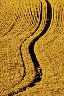 North America, USA, Washington, Palouse Country, Fields of Golden Harvest Wheat