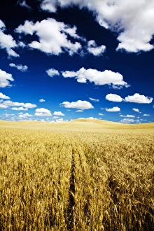 North America, USA, Washington, Palouse Country, Fields of Golden Harvest Wheat