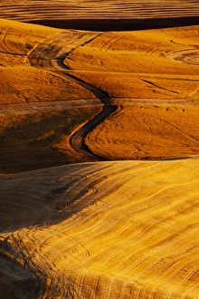 Images Dated 27th August 2009: North America, USA, Washington, Palouse Country, Fields of Golden Harvest Wheat