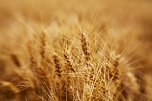 North America, USA, Washington, Palouse Country, Fields of Golden Harvest Wheat