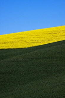 Images Dated 10th June 2009: North America, USA, Washington, Palouse Country, Rolling Hills of Canola and Wheat