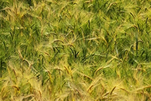 North America, USA, Washington, Palouse Country, Fields of Golden Harvest Wheat