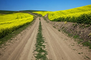 Images Dated 10th June 2009: North America, USA, Washington, Palouse Country, Back road through Canola fields
