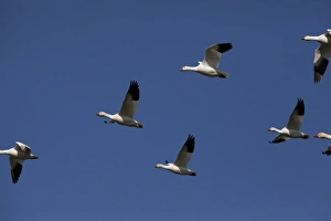 Images Dated 25th March 2009: North America, USA, Washington, Stanwood, Snow Goose (Chen caerulescens) flying