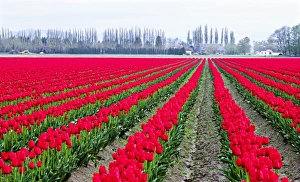 Images Dated 9th October 2008: North America, USA, Washington, Skagit Valley. Tulip field