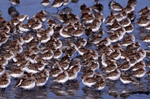 North America, USA, Washington, Grays Harbor. Western Sandpipers (Calidris or Erolia mauri)