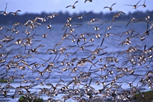 North America, USA, Washington, Skagit Flats. Western Sandpipers (Calidris or Erolia mauri)