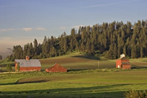 Images Dated 3rd June 2006: North America, USA, Washington, Palouse area. Barns near Kamiac Butte
