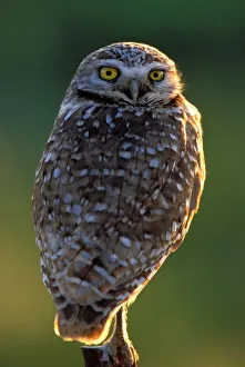 Staring Prints: North America; USA; Washington, Burrowing Owl