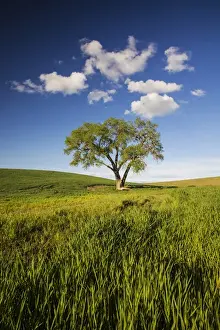 Images Dated 9th June 2011: North America; USA; Washington; Colfax; Rolling Wheat Fields with Lone Tree