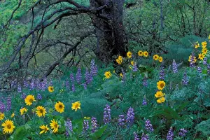Alim Kassim Prints: North America; USA; Washington; Columbia River Gorge Balsam Root And Lupine