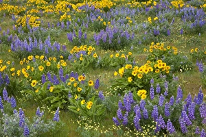 North America; USA; Washington; Columia George, Arrow Leaf Balsamroot and Lupine in Spring