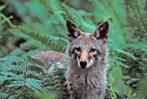North America; USA; Washington Coyote In Ferns