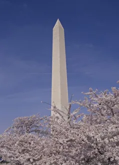 Cherry Blossom Prints: North America, USA, Washington D. C Washington Monument