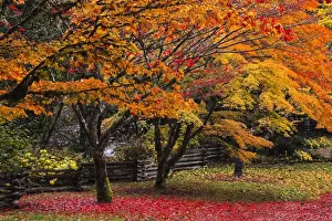 Images Dated 24th October 2011: North America; USA; Washington; Newhalem; Red Vine Maple in Full Autumn Glory