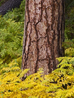 Images Dated 11th December 2012: North America; USA; Washington; North Cascades National Park