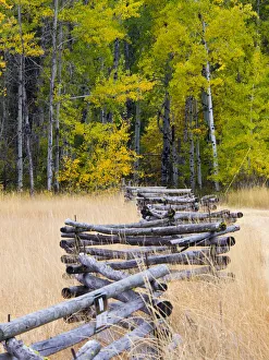 Lone Tree Prints: North America; USA; Washington; North Cascades National Park