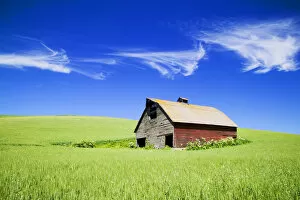 North America, USA, Washington, Old Red Barn in the Spring Green Wheat Field
