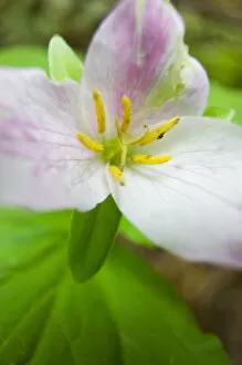 North America, USA, Washington, Olympic National Park, Spring Trillium in bloom