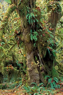 Images Dated 11th February 2005: North America, USA, Washington, Olympic NP Hoh rainforest
