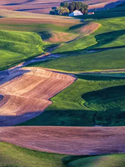 North America; USA; Washington; Palouse Country; Barn in Spring Wheat Fields
