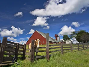 Images Dated 28th May 2013: North America; USA; Washington; Palouse Country; Colfax; Old Red Barn with Fence and Horse