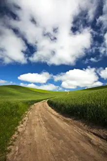 Images Dated 19th June 2010: North America; USA; Washington; Palouse Country; Back Country Road Through Spring Wheat Field