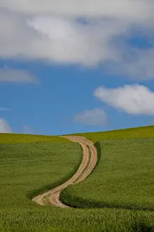 Images Dated 19th June 2010: North America; USA; Washington; Palouse Country; Back Country Road Through Spring Wheat Field