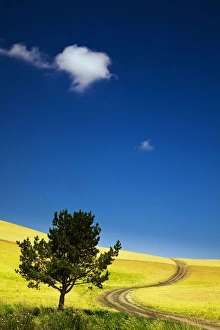 Images Dated 9th August 2009: North America; USA; Washington; Palouse Country; Lone Tree in Field of Harvest Wheat