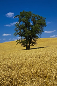 Images Dated 8th August 2009: North America; USA; Washington; Palouse Country; Lone Tree in Field of Harvest Wheat