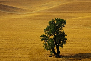 Images Dated 8th August 2009: North America; USA; Washington; Palouse Country; Lone Tree in Field of Harvest Wheat