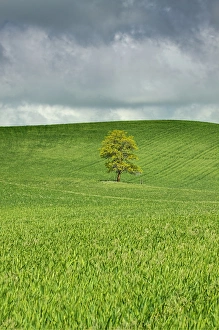 North America; USA; Washington; Palouse Country; Lone Tree In Rolling Hills of Wheat