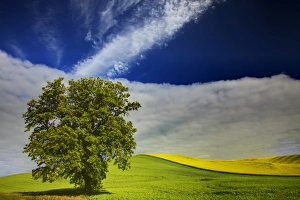 Images Dated 18th June 2010: North America; USA; Washington; Palouse Country; Lone Tree In Rolling Hills of Wheat