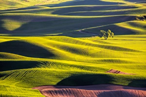 North America; Usa; Washington; Palouse Country; Lone Tree in Wheat Field with Evening Light