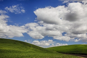 Images Dated 9th June 2011: North America; USA; Washington; Palouse Country; Back road through the green fields of