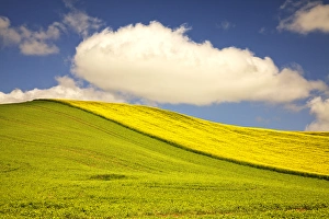 Images Dated 15th June 2010: North America; USA; Washington; Palouse Country; Rolling Hills of Canola and Pea Fields