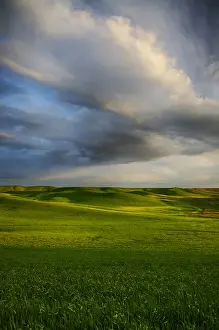 Images Dated 11th June 2011: North America; USA; Washington; Palouse Country; Rolling Hills of Green Spring Wheat