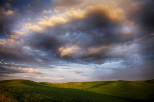 Images Dated 11th June 2011: North America; USA; Washington; Palouse Country; Rolling Hills of Green Spring Wheat