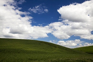 Images Dated 9th June 2011: North America; USA; Washington; Palouse Country; Rolling Hills of Green Spring Wheat