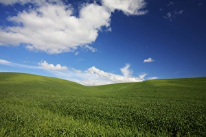 Images Dated 9th June 2011: North America; USA; Washington; Palouse Country; Rolling Hills of Green Spring Wheat